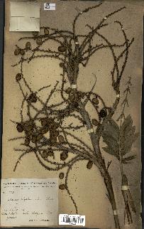 spécimen de Laccosperma opacum