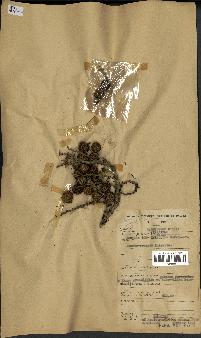 spécimen de Laccosperma opacum