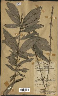 spécimen de Laccosperma opacum