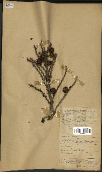 spécimen de Laccosperma opacum