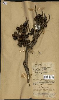 spécimen de Laccosperma opacum