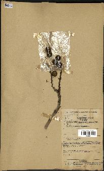 spécimen de Laccosperma opacum