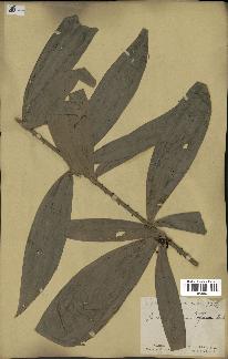 spécimen de Laccosperma opacum