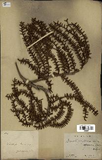 spécimen de Laccosperma opacum