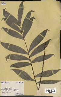 spécimen de Laccosperma opacum