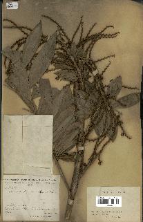 spécimen de Laccosperma opacum