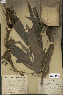 spécimen de Laccosperma opacum