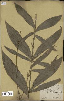 spécimen de Laccosperma opacum