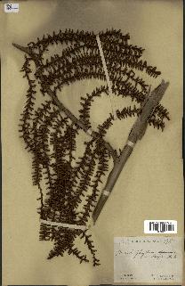 spécimen de Laccosperma opacum