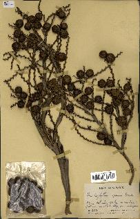spécimen de Laccosperma opacum