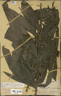spécimen de Laccosperma opacum