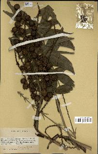 spécimen de Laccosperma opacum