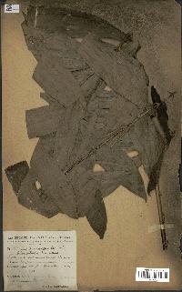 spécimen de Laccosperma opacum