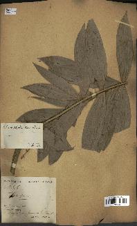 spécimen de Laccosperma opacum