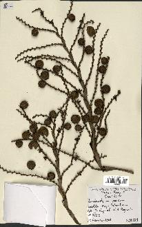 spécimen de Laccosperma opacum