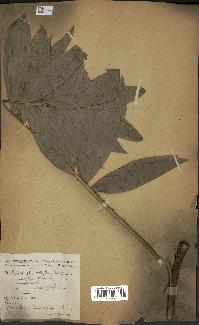 spécimen de Laccosperma opacum