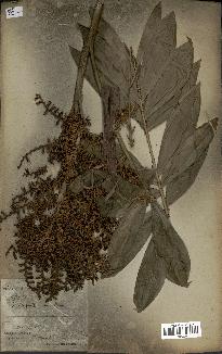 spécimen de Laccosperma opacum