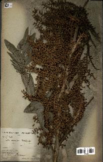 spécimen de Laccosperma opacum