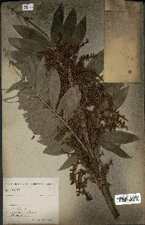 spécimen de Laccosperma opacum