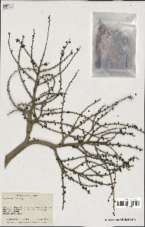 spécimen de Brahea edulis