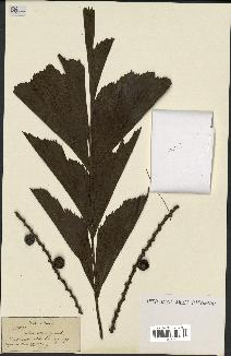spécimen de Caryota sp.