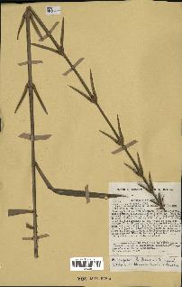 spécimen de Laccosperma sp.