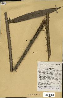 spécimen de Laccosperma sp.
