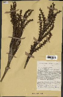 spécimen de Laccosperma sp.