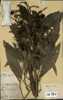 spécimen de Laccosperma laeve