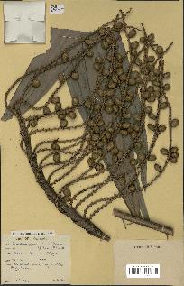 spécimen de Laccosperma secundiflorum