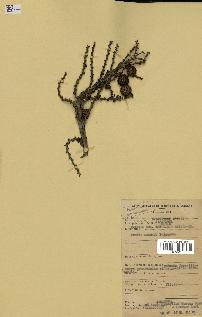 spécimen de Laccosperma opacum