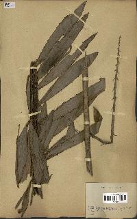 spécimen de Laccosperma sp.