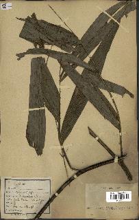 spécimen de Laccosperma sp.