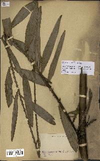 spécimen de Laccosperma sp.