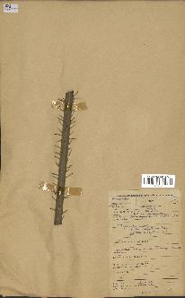 spécimen de Laccosperma sp.