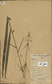 spécimen de Laccosperma sp.
