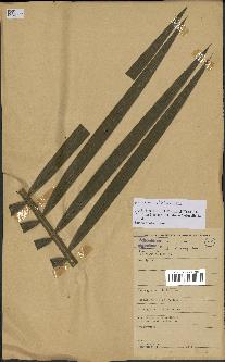 spécimen de Laccosperma sp.