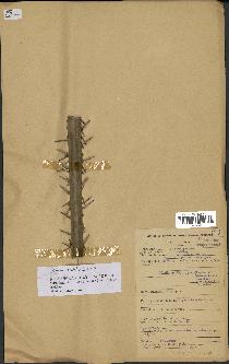 spécimen de Laccosperma sp.