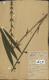 spécimen de Laccosperma sp.