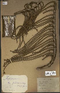 spécimen de Laccosperma sp.
