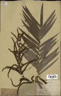 spécimen de Laccosperma sp.