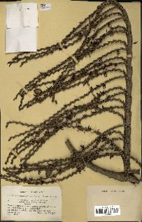 spécimen de Laccosperma sp.