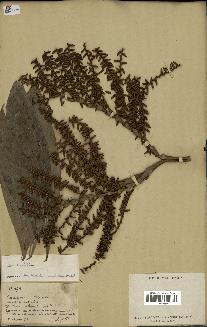 spécimen de Laccosperma sp.