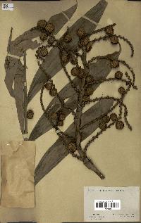 spécimen de Laccosperma sp.
