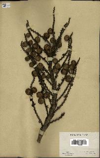 spécimen de Laccosperma sp.