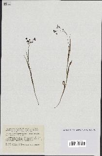 spécimen de Luzula alpinopilosa