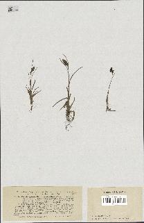 spécimen de Luzula spicata