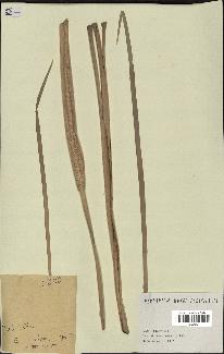 spécimen de Typha sp.