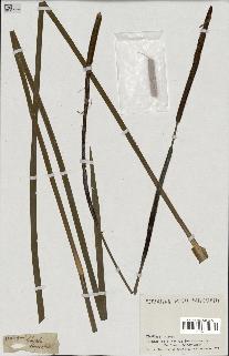 spécimen de Typha latifolia