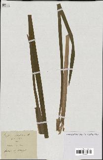 spécimen de Typha latifolia
